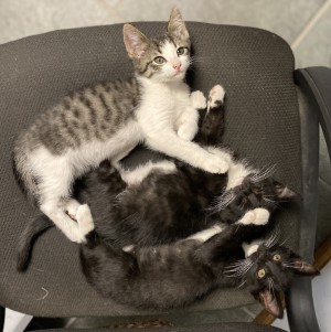 Our Kittens: Dutch, Deputy and Duke